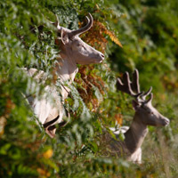 Fallow Deer in Paddock
